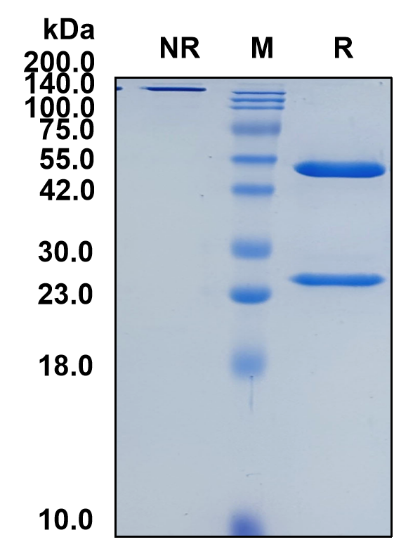 (Belantamab)Biosimilar Reference Antibody-GS40067