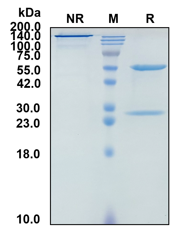 (Cetrelimab)Biosimilar Reference Antibody-GS40128