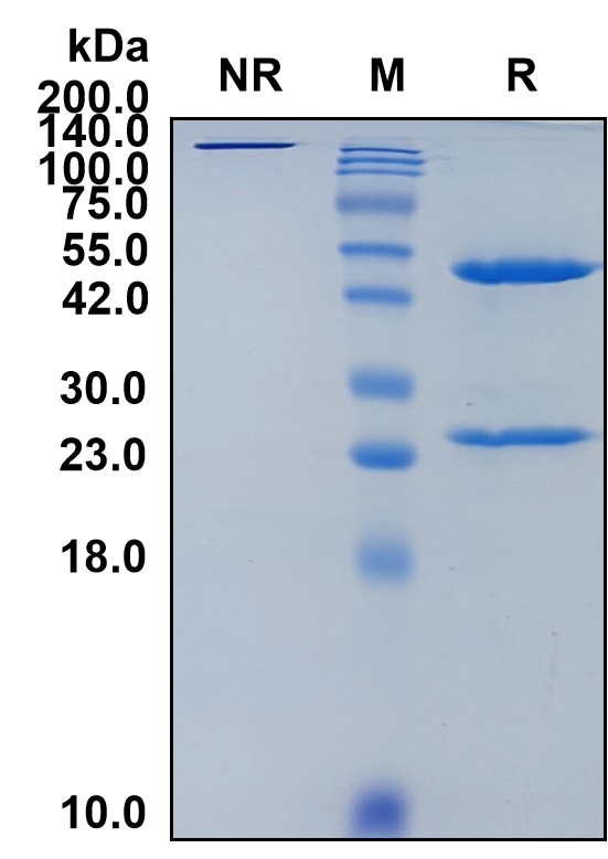 (Daratumumab)Biosimilar Reference Antibody-GS40167