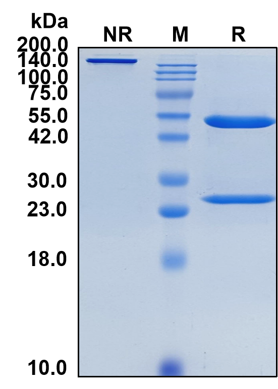 (Erlizumab)Biosimilar Reference Antibody-GS40240
