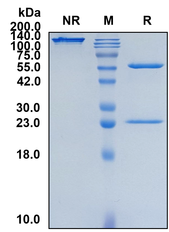 (Frunevetmab)Biosimilar Reference Antibody-GS40282