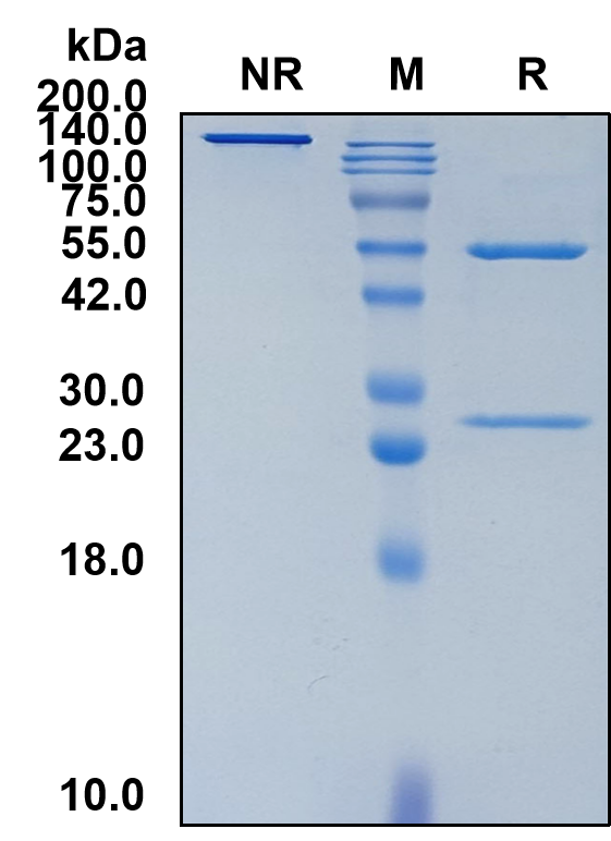 (Lecanemab)Biosimilar Reference Antibody-GS40368