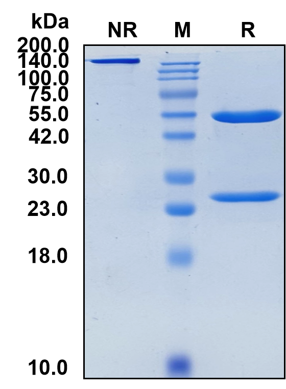 (Lintuzumab)Biosimilar Reference Antibody-GS40389
