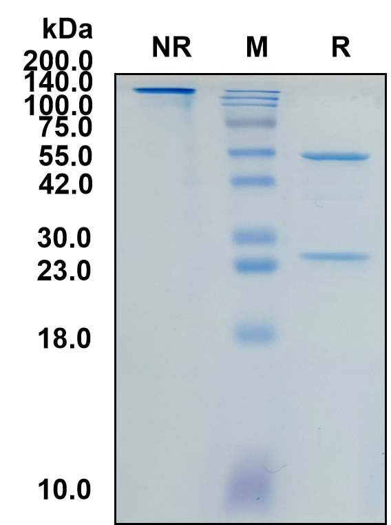 (Gilvetmab)Biosimilar Reference Antibody-GS40302