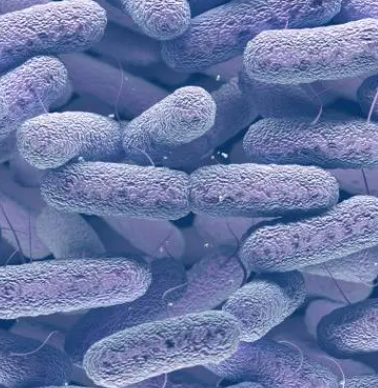 Azomonas macrocytogenes
