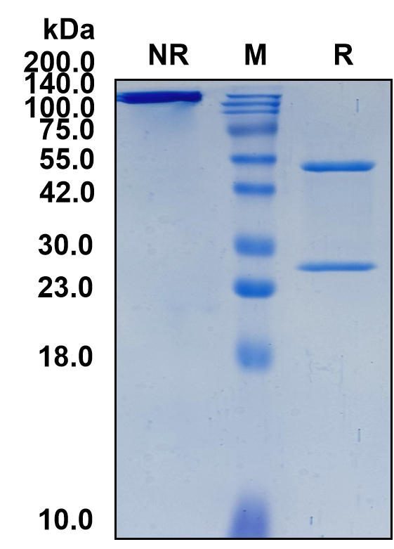 (Milatuzumab)Biosimilar Reference Antibody-GS40435