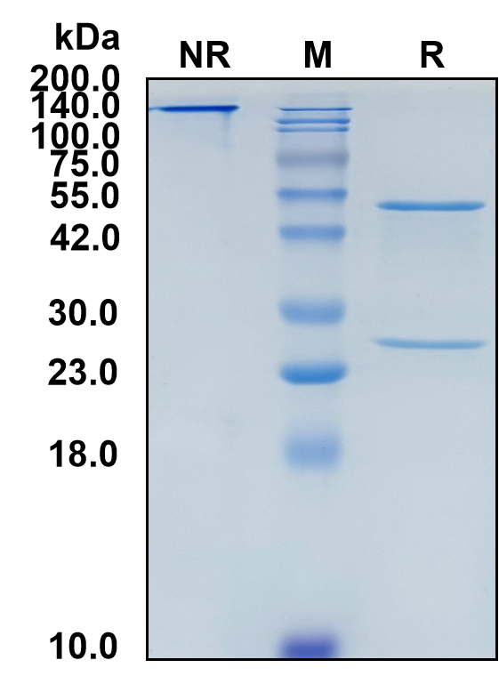 (Nadunolimab)Biosimilar Reference Antibody-GS40454