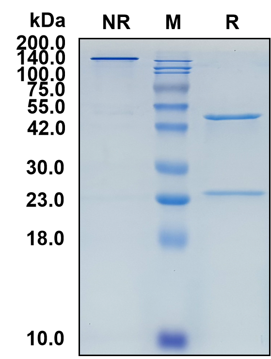 (Naxitamab)Biosimilar Reference Antibody-GS40463