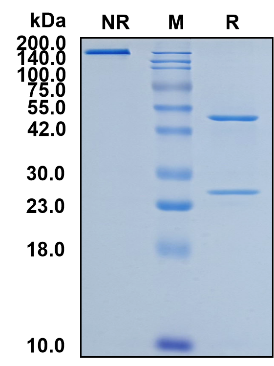 (Obexelimab)Biosimilar Reference Antibody-GS40483