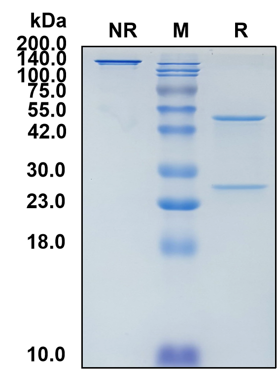 (Obiltoxaximab)Biosimilar Reference Antibody-GS40484