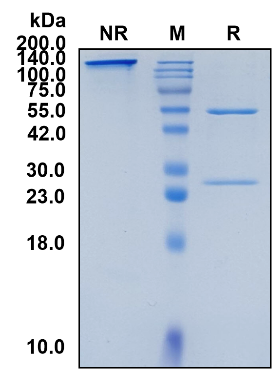 (Pembrolizumab)Biosimilar Reference Antibody-GS40537