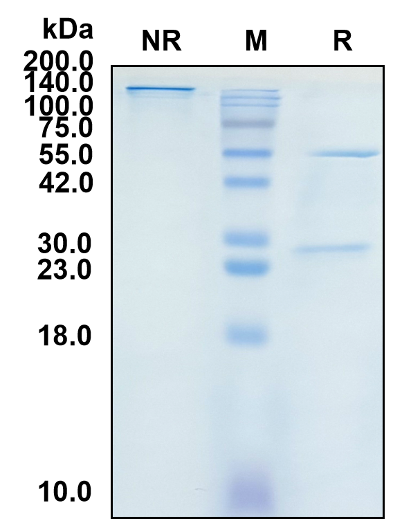 (Ranevetmab)Biosimilar Reference Antibody-GS40588