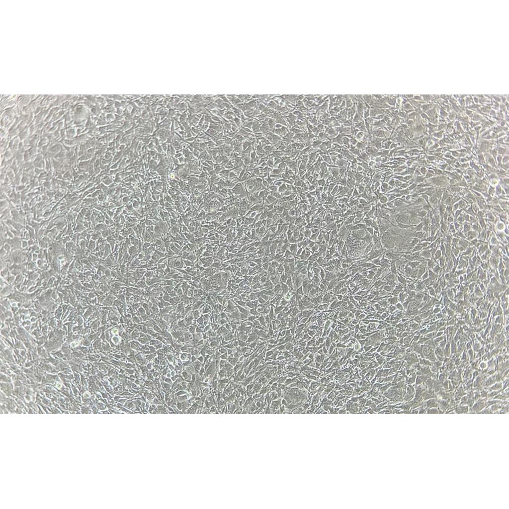 胎牛血清 （新西兰）