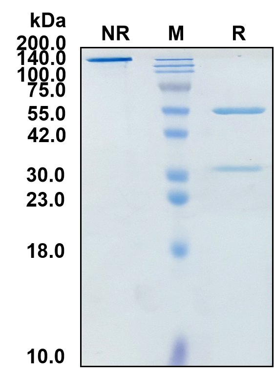 (Tirnovetmab)Biosimilar Reference Antibody-GS40728