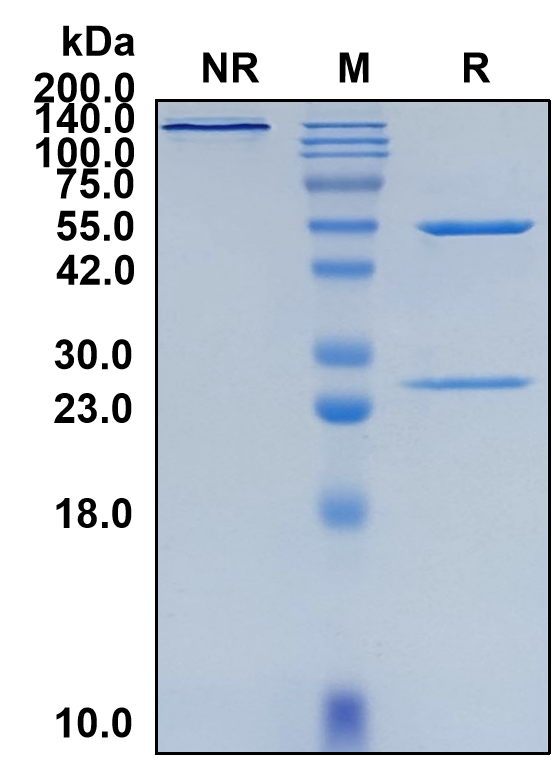 (Ulocuplumab)Biosimilar Reference Antibody-GS40758
