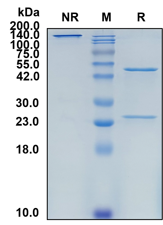 (Zalutumumab)Biosimilar Reference Antibody-GS40810
