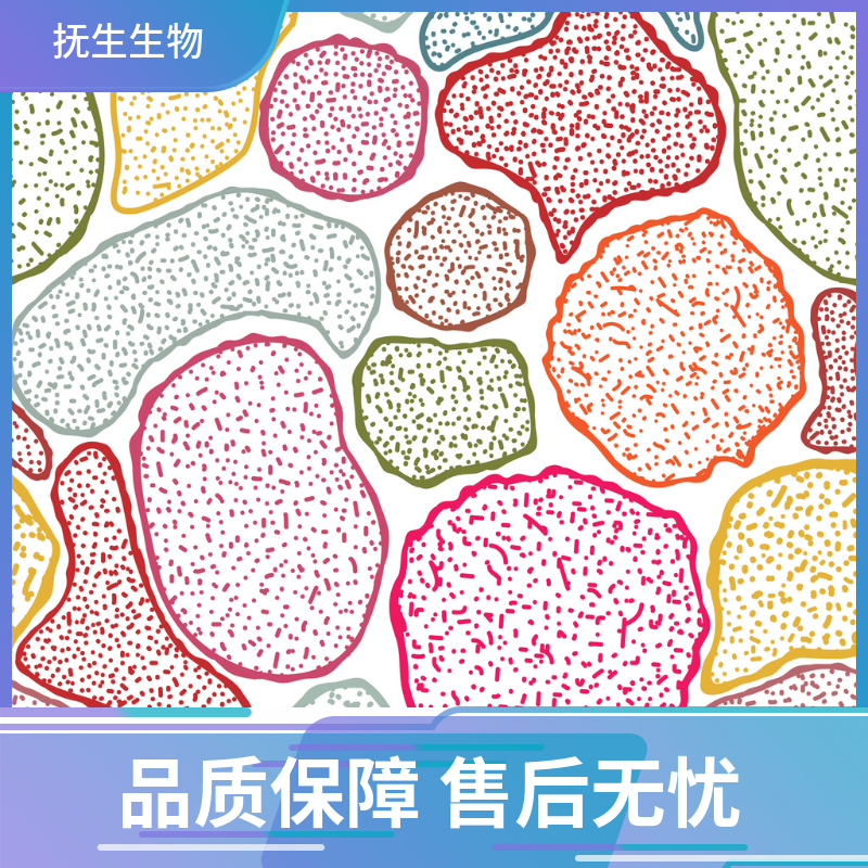 猪输尿管成纤维细胞