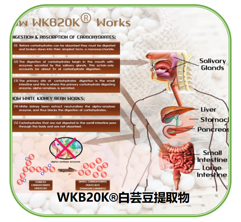 WKB20K白芸豆提取物 | 白芸豆提取物 | 体重管理天然膳食补充剂成分