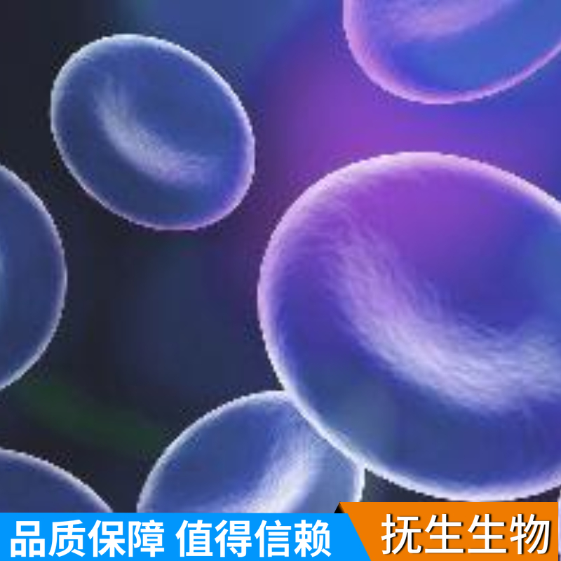 兔胃成纤维细胞