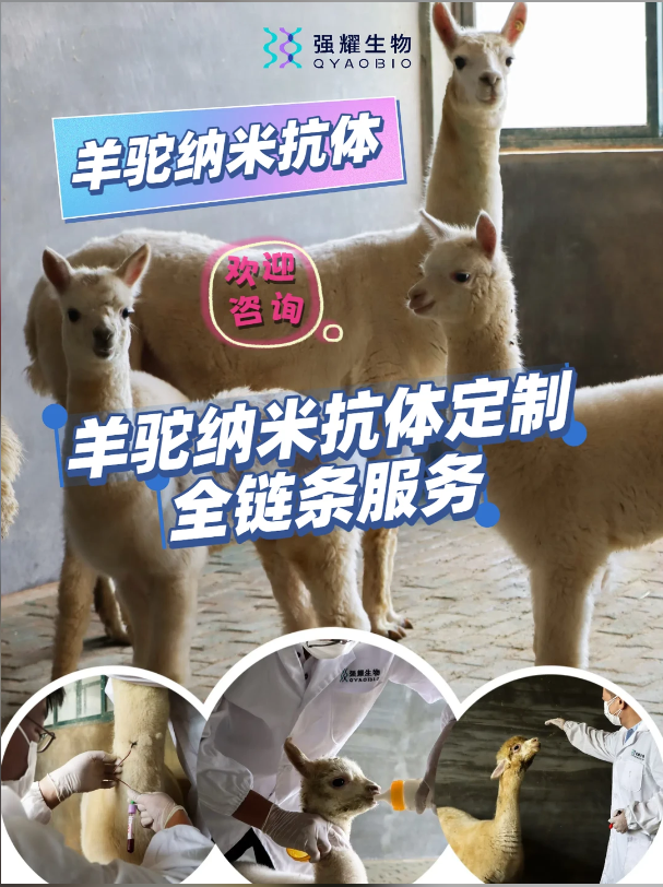 羊驼纳米抗体定制全链条服务