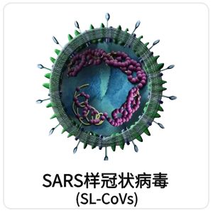 SARS 样冠状病毒（SL-CoVs）相关抗原抗体