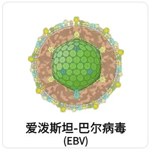 爱泼斯坦-巴尔病毒(EBV)相关抗原抗体