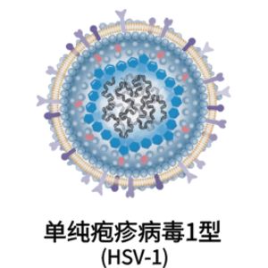 单纯疱疹病毒1型 (HSV-1)相关抗原抗体