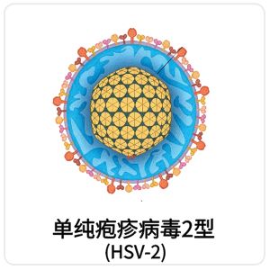 单纯疱疹病毒2型 (HSV-2)相关抗原抗体