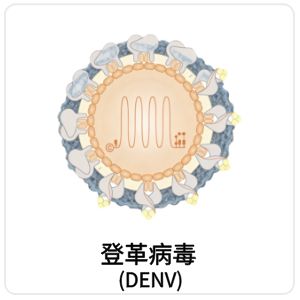 登革病毒 (DENV)相关抗原抗体