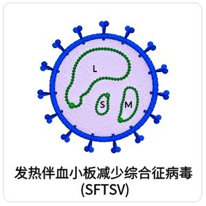 发热伴血小板减少综合征病毒 (SFTSV)相关抗原抗体