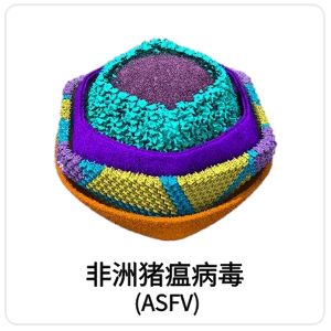 非洲猪瘟病毒 (ASFV)相关抗原抗体