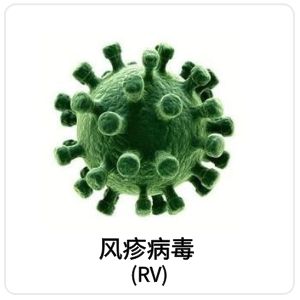 风疹病毒（Rubella virus, RV）相关抗原抗体