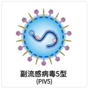 副流感病毒5型（Parainfluenza virus 5, PIV5）相关抗原抗体