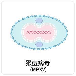 猴痘病毒 Monkeypox virus, MPXV相关抗原抗体