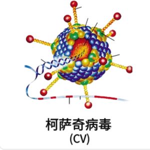 柯萨奇病毒相关抗原抗体