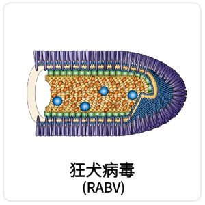 RABV相关抗原抗体