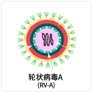 轮状病毒A (RV-A)相关抗原抗体