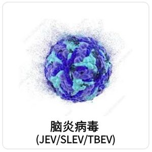 脑炎病毒 (JEV/SLEV/TBEV)相关抗原抗体