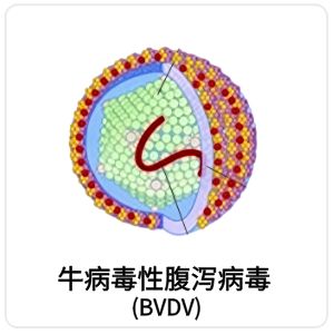 牛病毒性腹泻病毒(BVDV)相关抗原抗体
