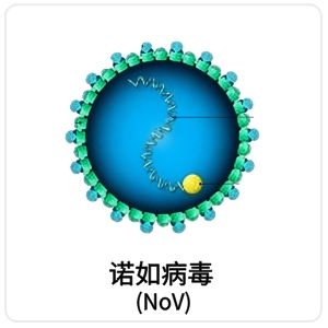 诺如病毒NoV相关抗原抗体