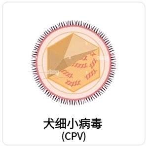 犬细小病毒（CPV）相关抗原抗体