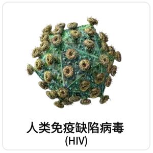 人类免疫缺陷病毒(HIV)相关抗原抗体