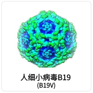 人细小病毒B19（B19V）相关抗原抗体