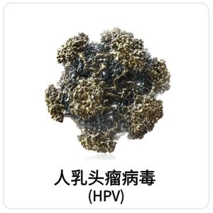 人乳头瘤病毒（HPV）相关抗原抗体