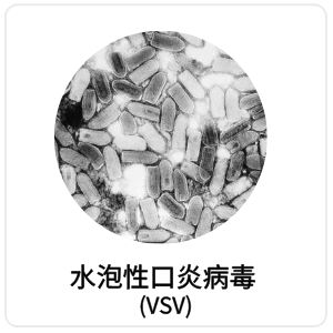 水泡性口炎病毒（VSV）相关抗原抗体