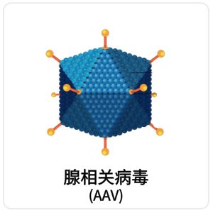 腺相关病毒（AAV）相关抗原抗体