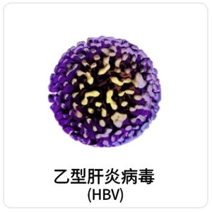 乙型肝炎病毒（HBV）相关抗原抗体