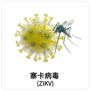 寨卡病毒（ZIKV）相关抗原抗体