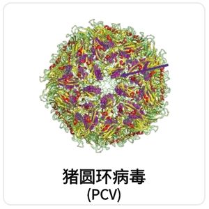 猪圆环病毒（PCV）相关抗原抗体
