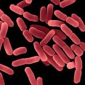 Paecilomyces inflatus